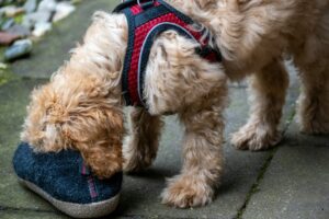 8 Reasons Dogs Prefer Sniffing Some People Longer Than Others