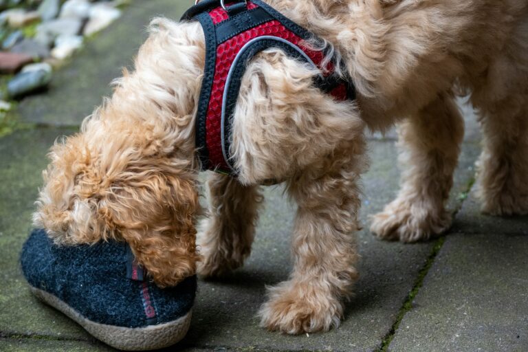 8 Reasons Dogs Prefer Sniffing Some People Longer Than Others
