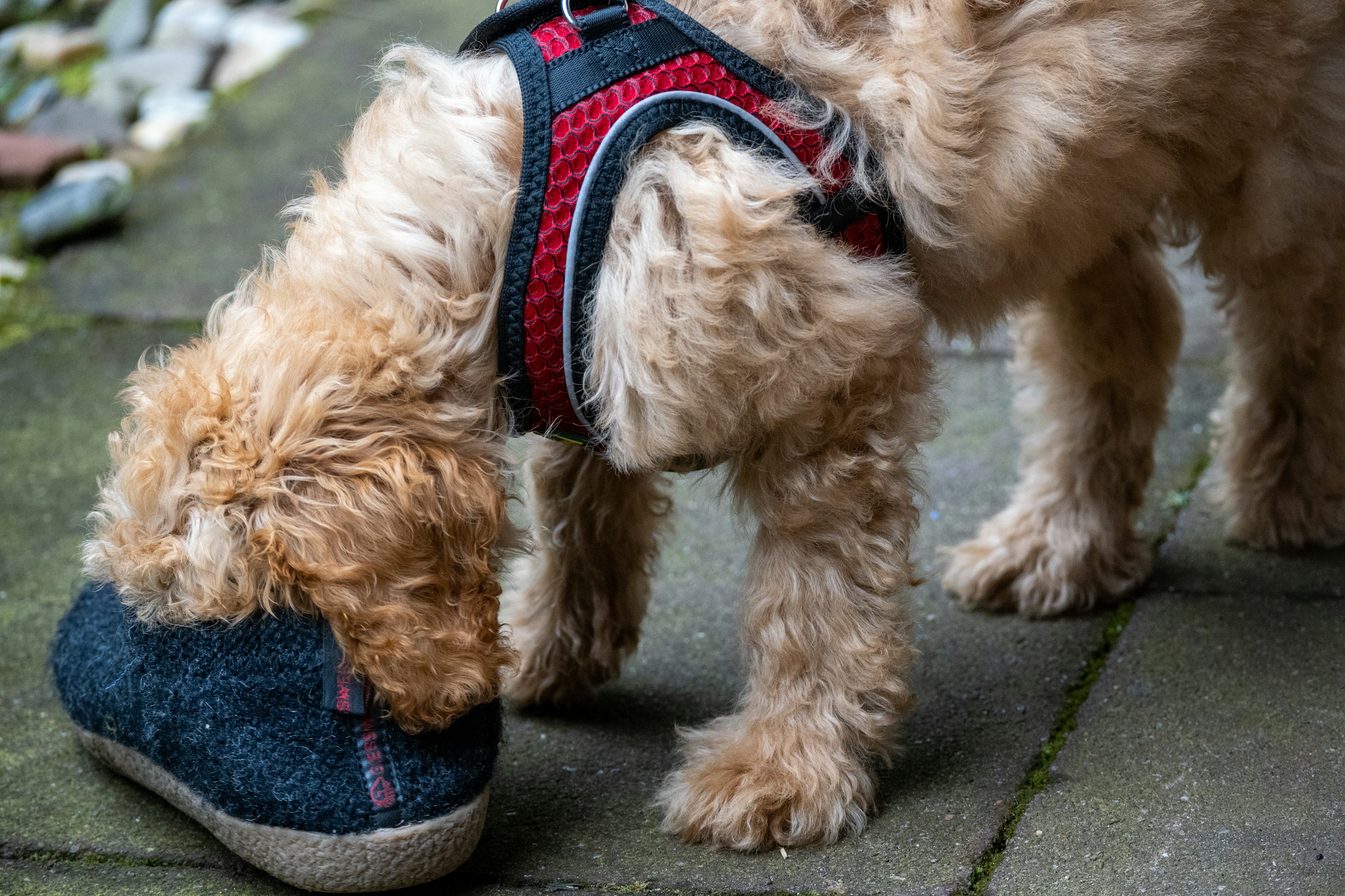 8 Reasons Dogs Prefer Sniffing Some People Longer Than Others