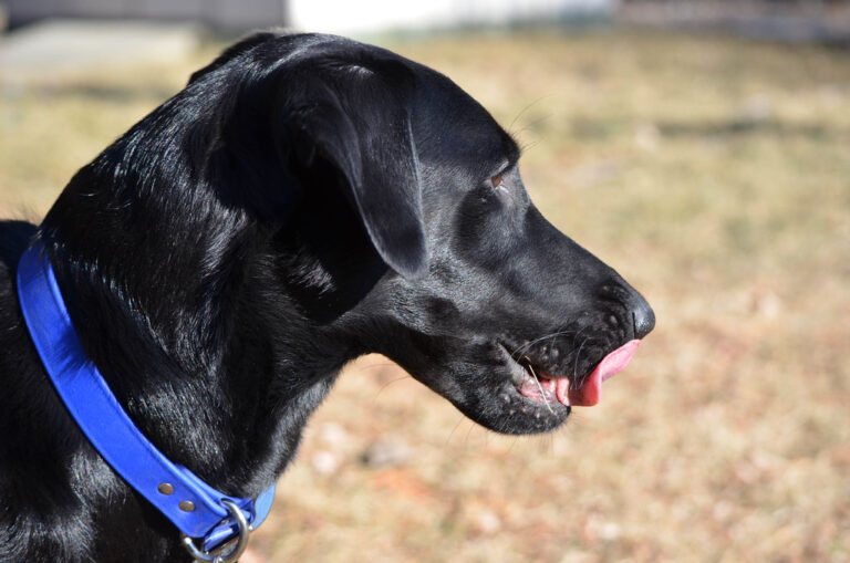 Research Shows Dogs Who Lick Their Lips When Meeting Strangers Are Displaying a Recognized Appeasement Gesture - Not a Sign of Hunger - That Functions to Communicate Non-Threat to the Other Individual