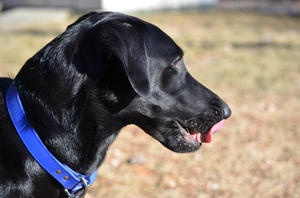 Research Shows Dogs Who Lick Their Lips When Meeting Strangers Are Displaying a Recognized Appeasement Gesture - Not a Sign of Hunger - That Functions to Communicate Non-Threat to the Other Individual
