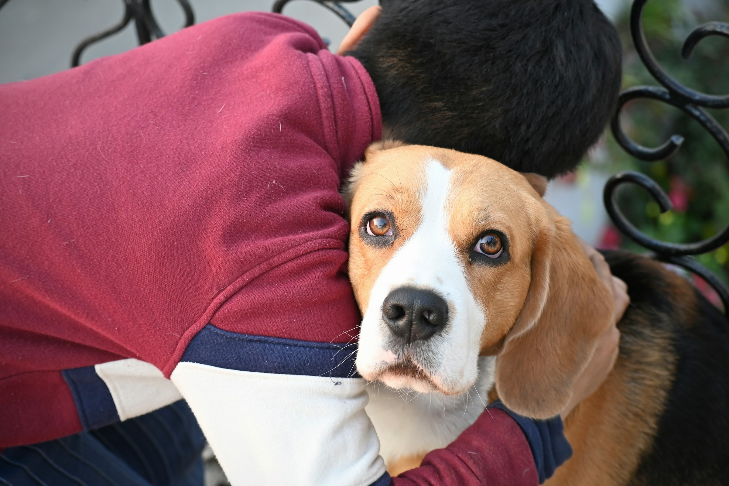 7 Reasons a Dog May Shake Off Immediately After a Hug or Exciting Greeting