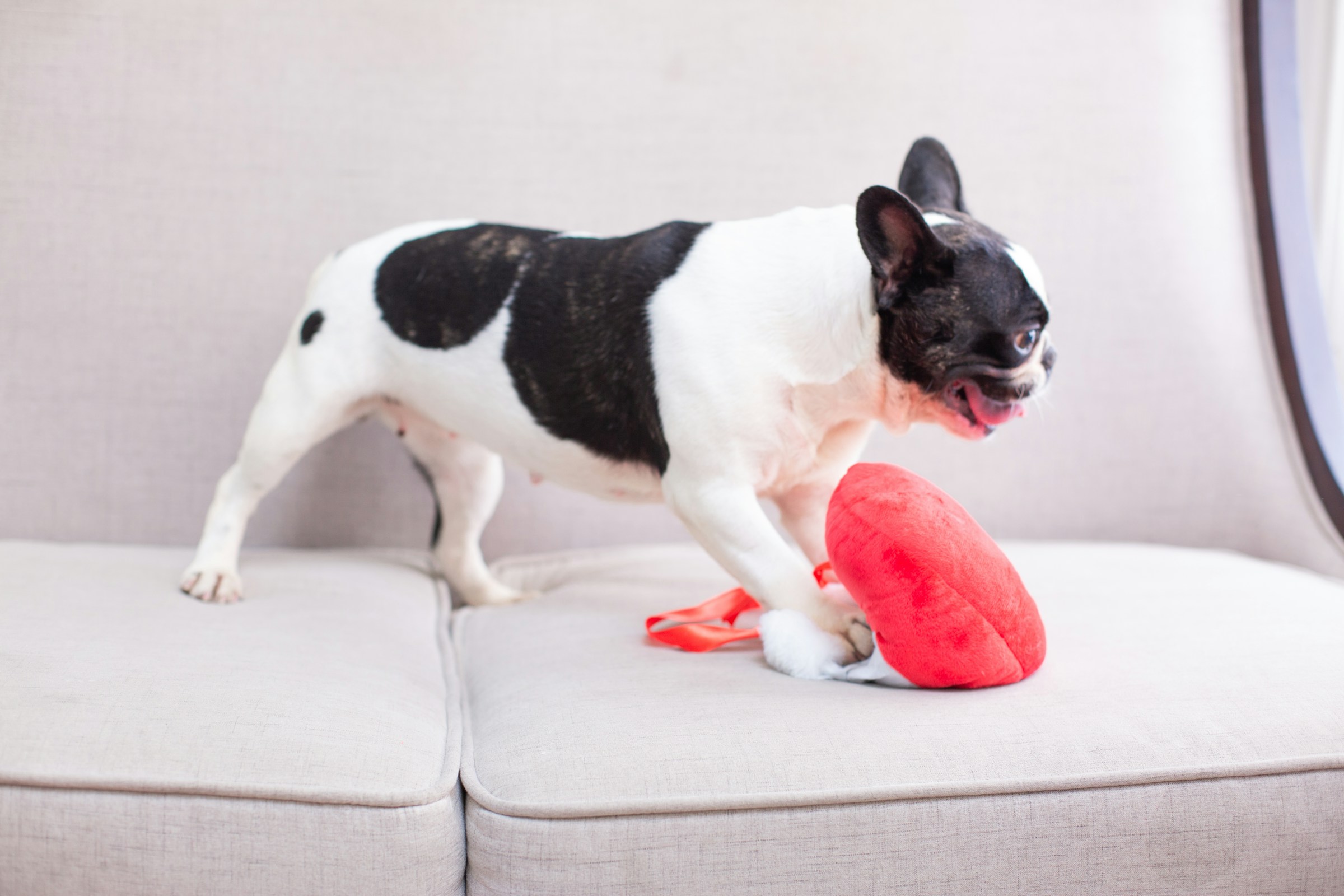 8 Things Dogs Do With Their Nose Before Deciding an Object Is Safe