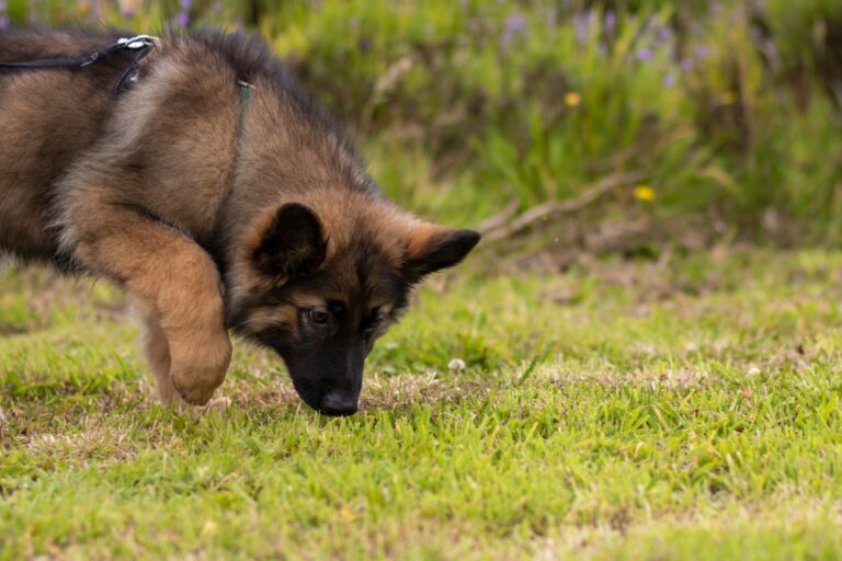 9 Reasons Dogs Circle a Scent Mark Without Leaving One of Their Own