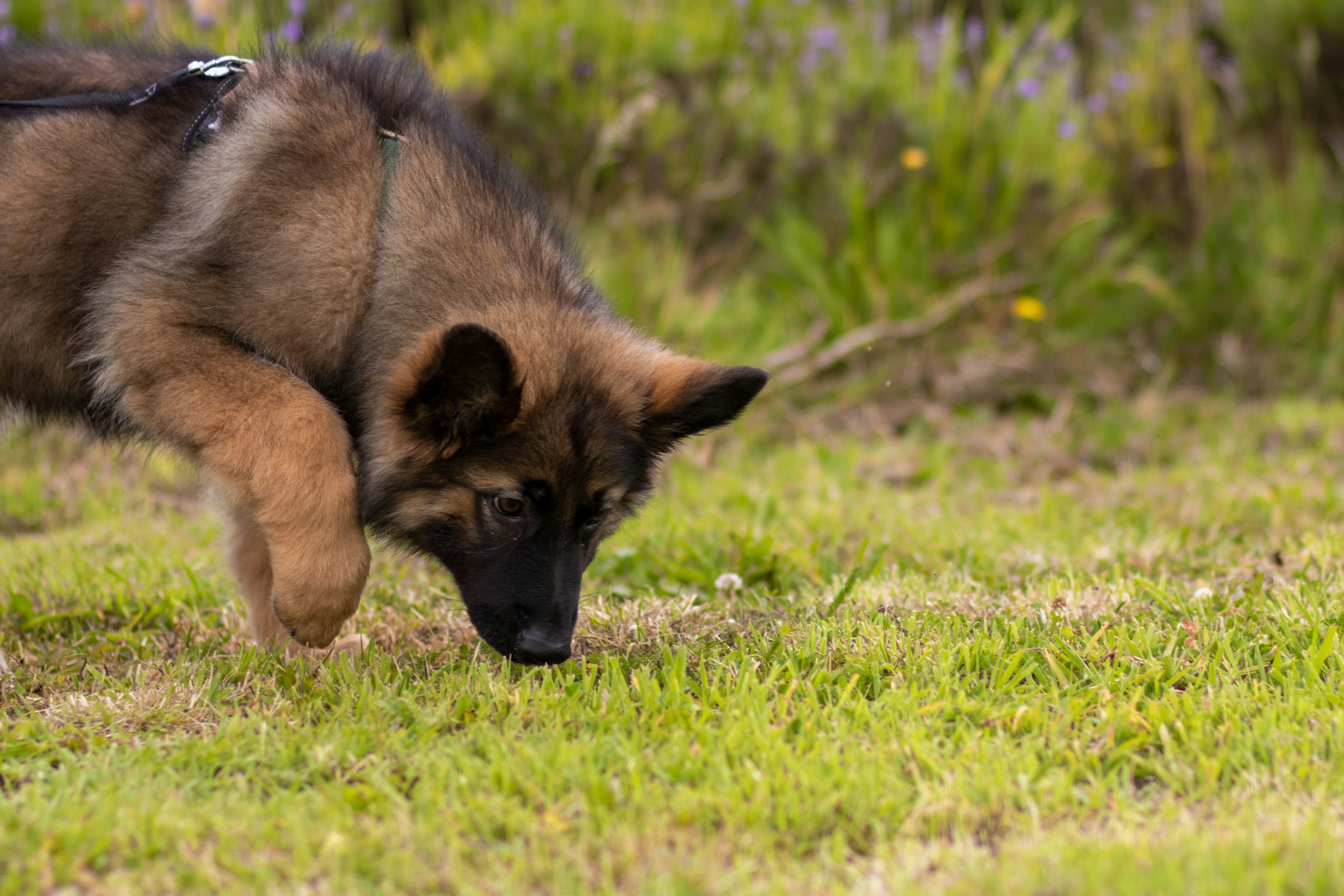 9 Reasons Dogs Circle a Scent Mark Without Leaving One of Their Own