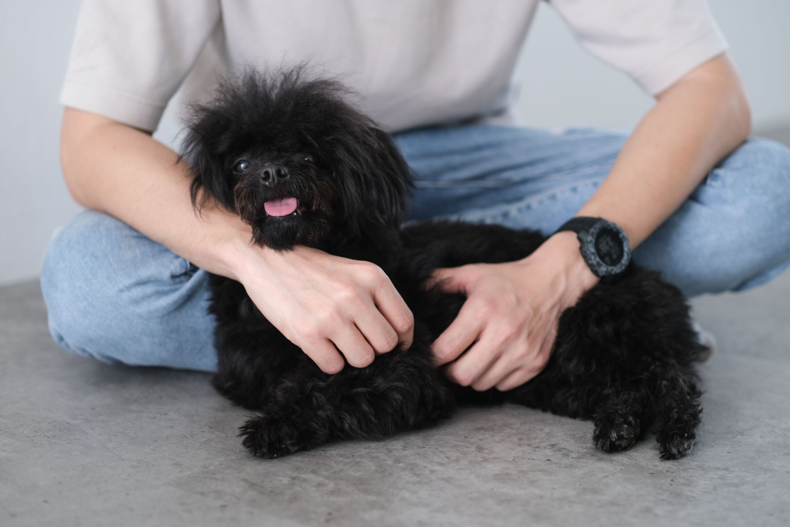 10 Breeds That Make the Best Therapy Dogs for Aging Adults