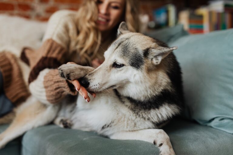 8 Things Dogs Notice About Visitors Before You Have Even Said Hello