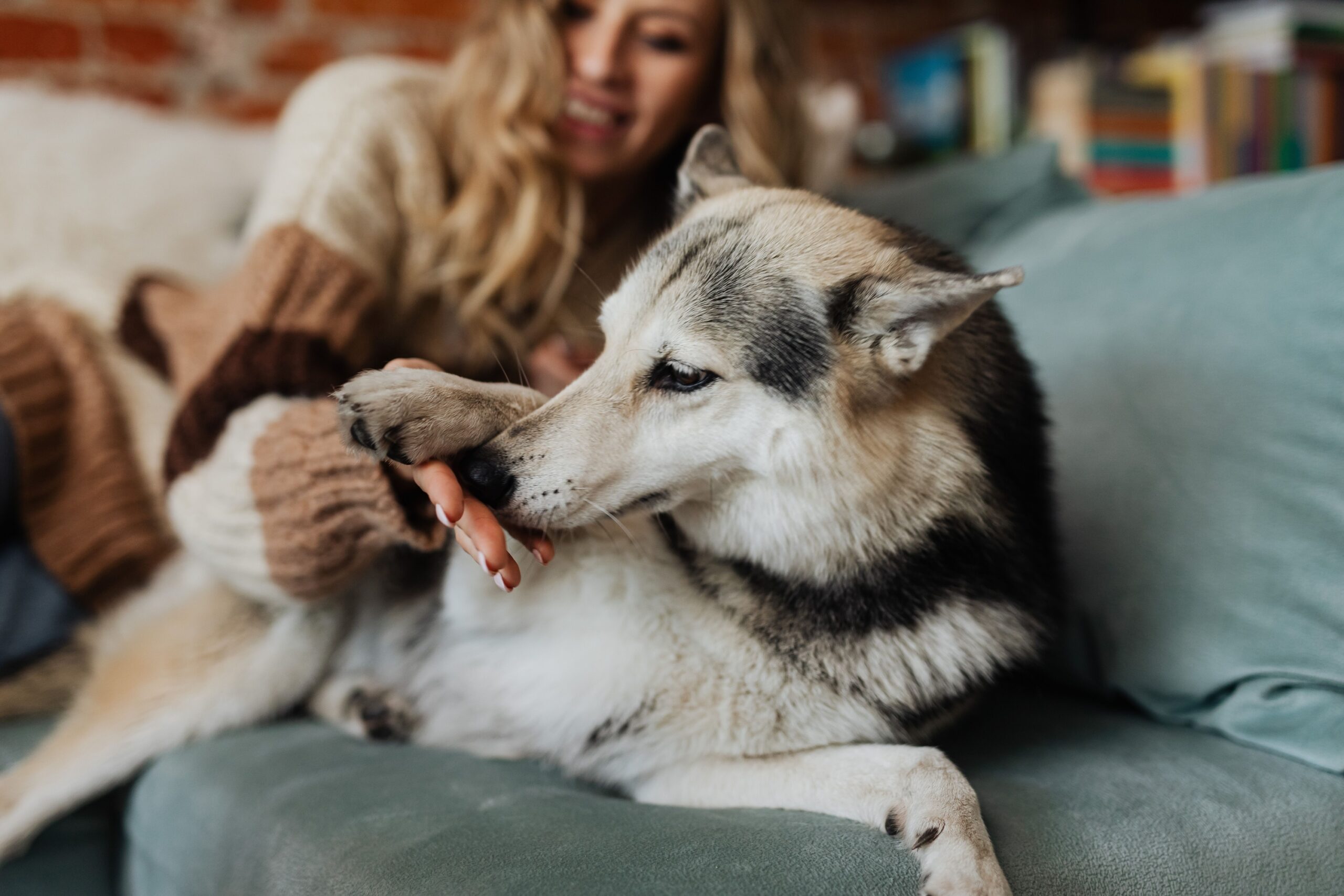 8 Things Dogs Notice About Visitors Before You Have Even Said Hello
