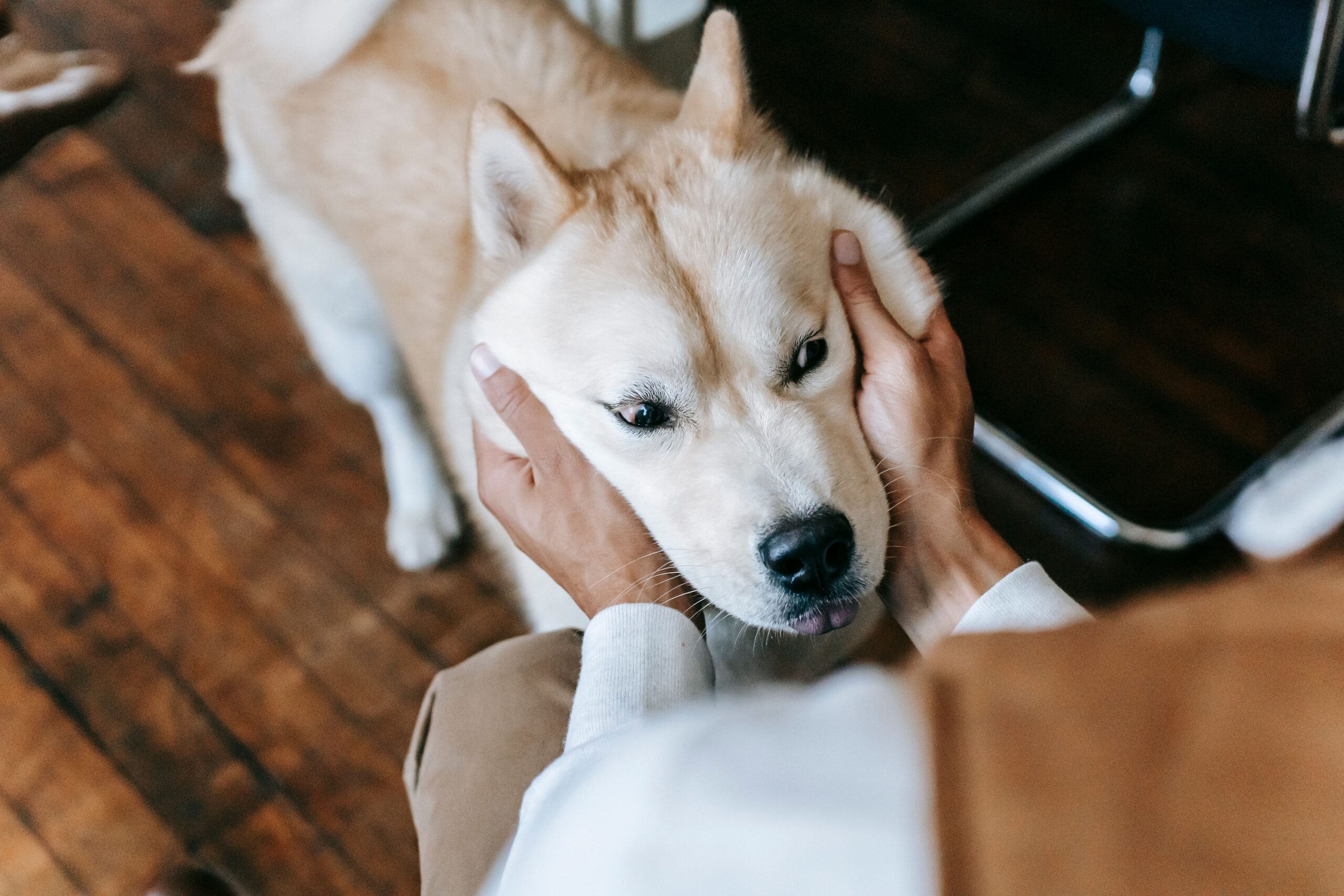7 Behaviors That Show Your Dog Is More Comfortable With You Than With Everyone Else
