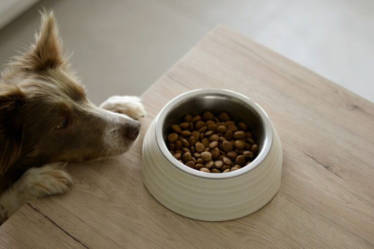 8 Reasons a Dog May Carry Food Away From the Bowl Before Eating It