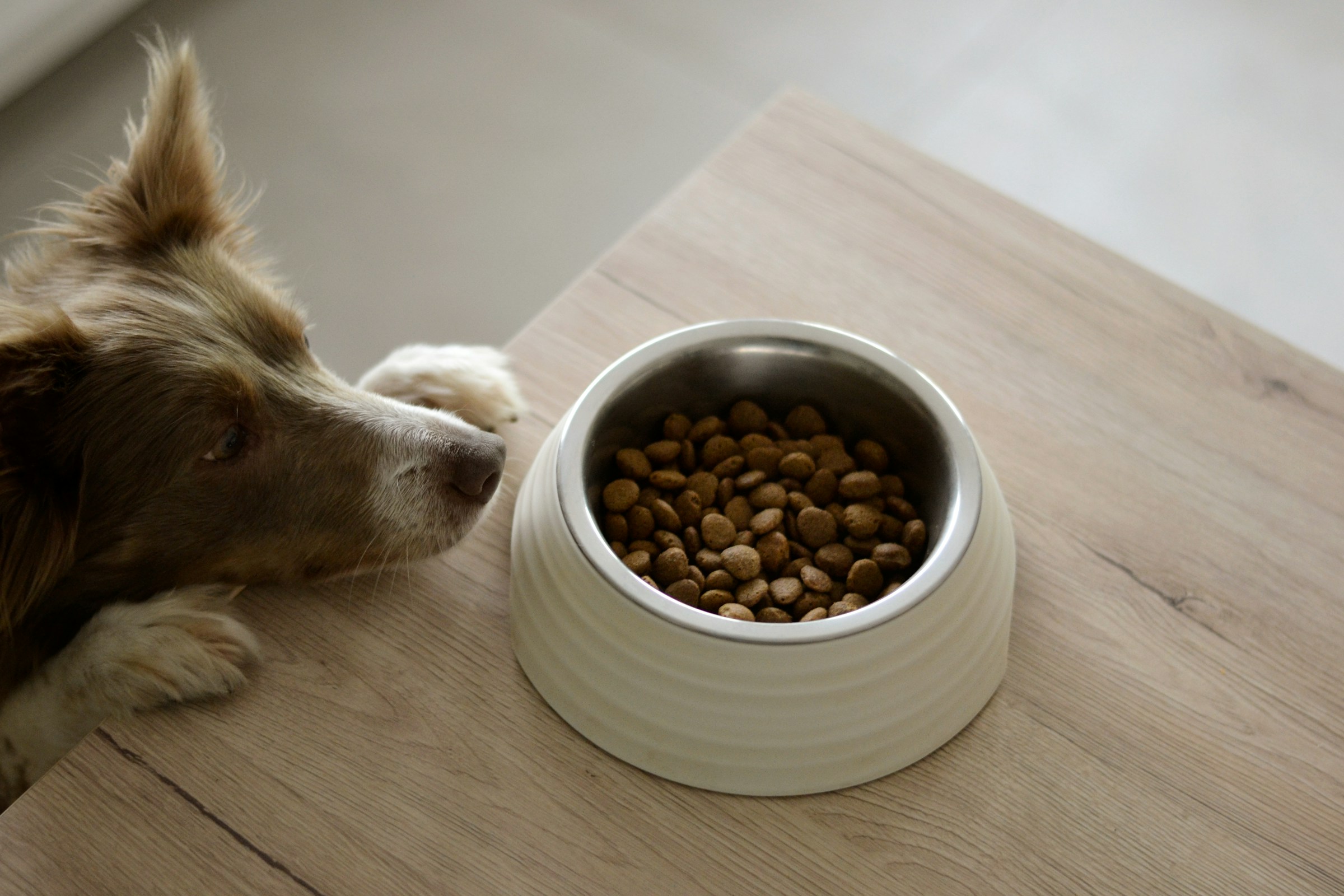 8 Reasons a Dog May Carry Food Away From the Bowl Before Eating It