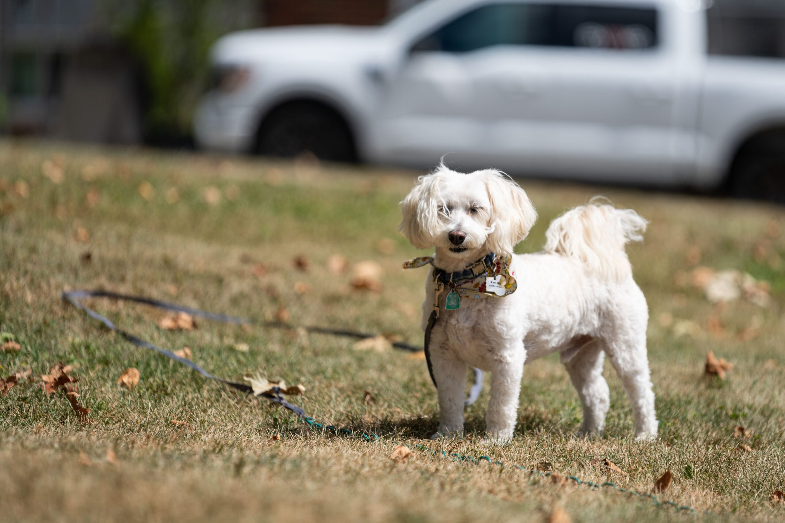 10 Tips on Taking Care of a Maltipoo