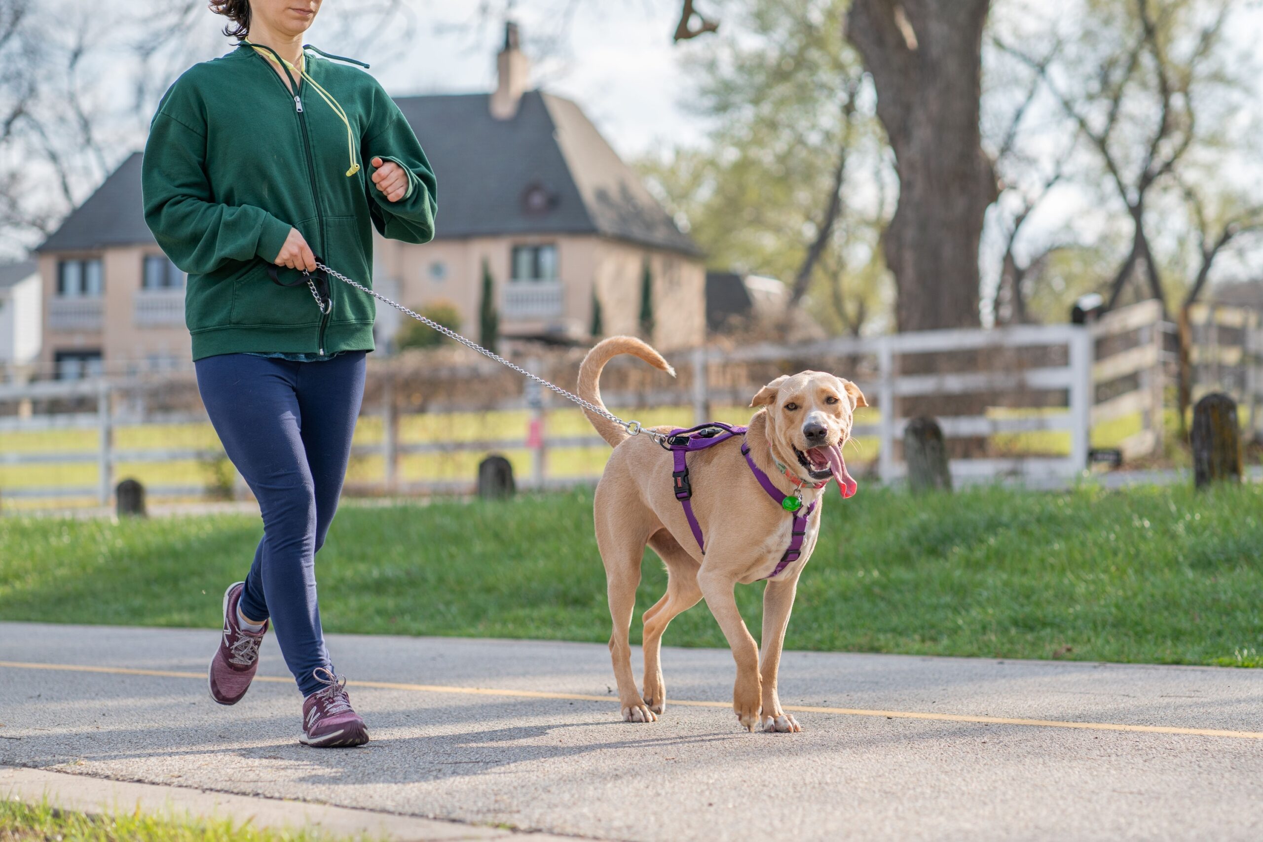 7 Reasons Your Dog May Suddenly Refuse a Walk They Usually Love