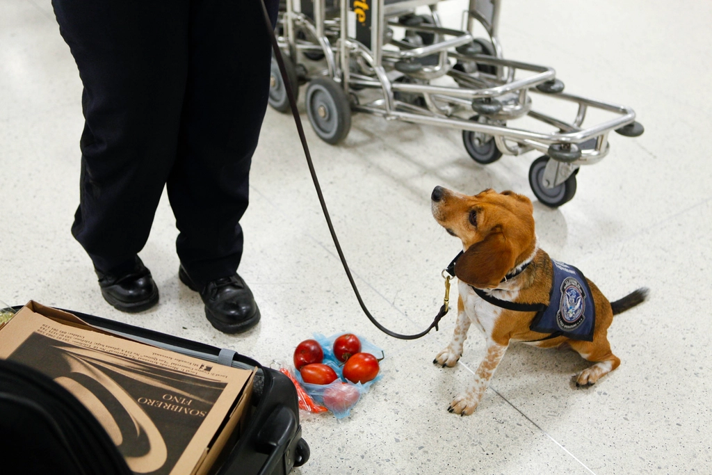 9 Behaviors Puppies Learn From Older Dogs Faster Than Humans Can Teach Them