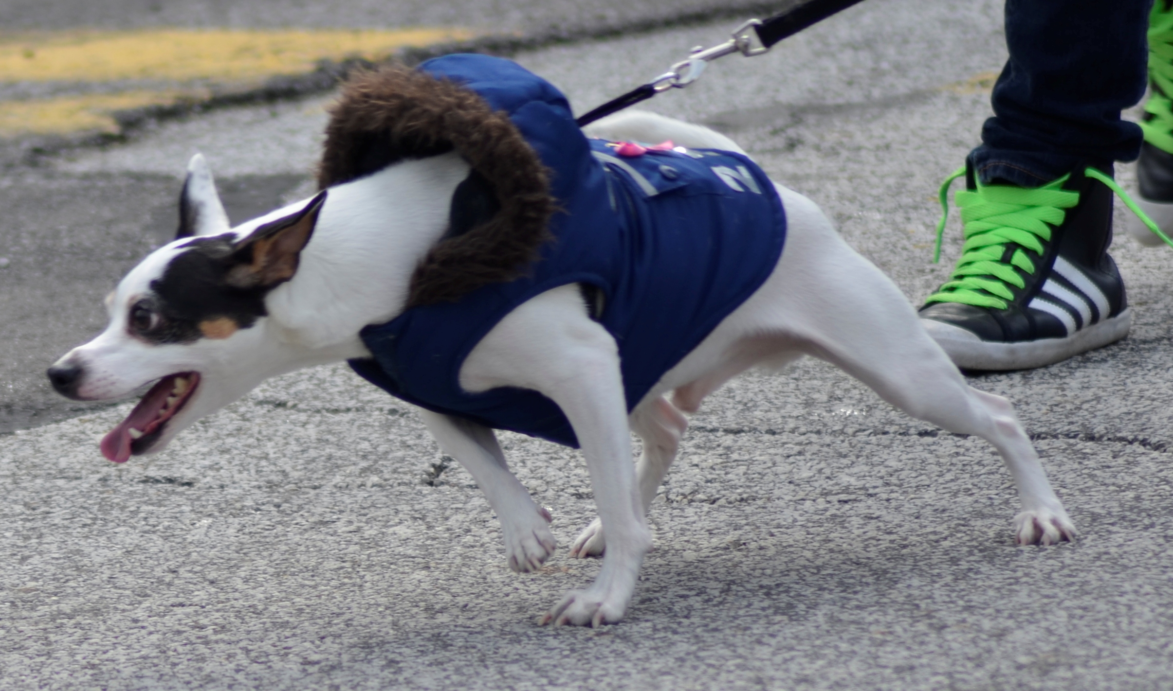 9 Ways Dogs Ask for Space That Owners Commonly Mistake for Bad Behavior