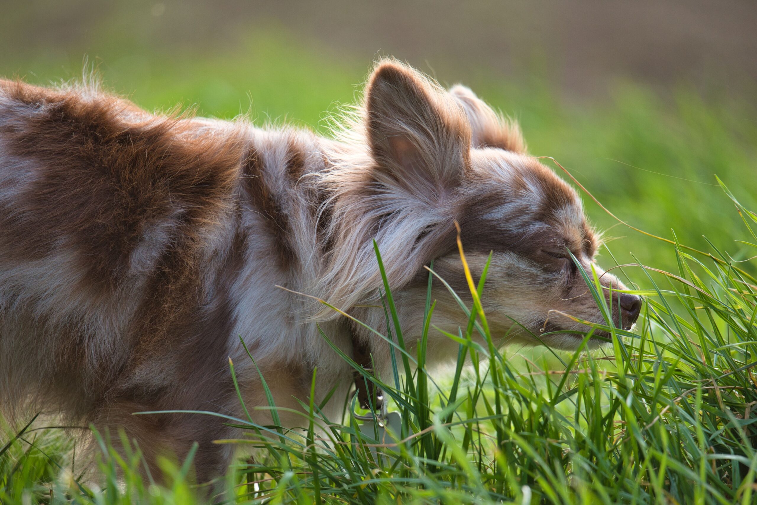 9 Ways Dogs Use Scent to Read a Place You Think Is Completely Ordinary