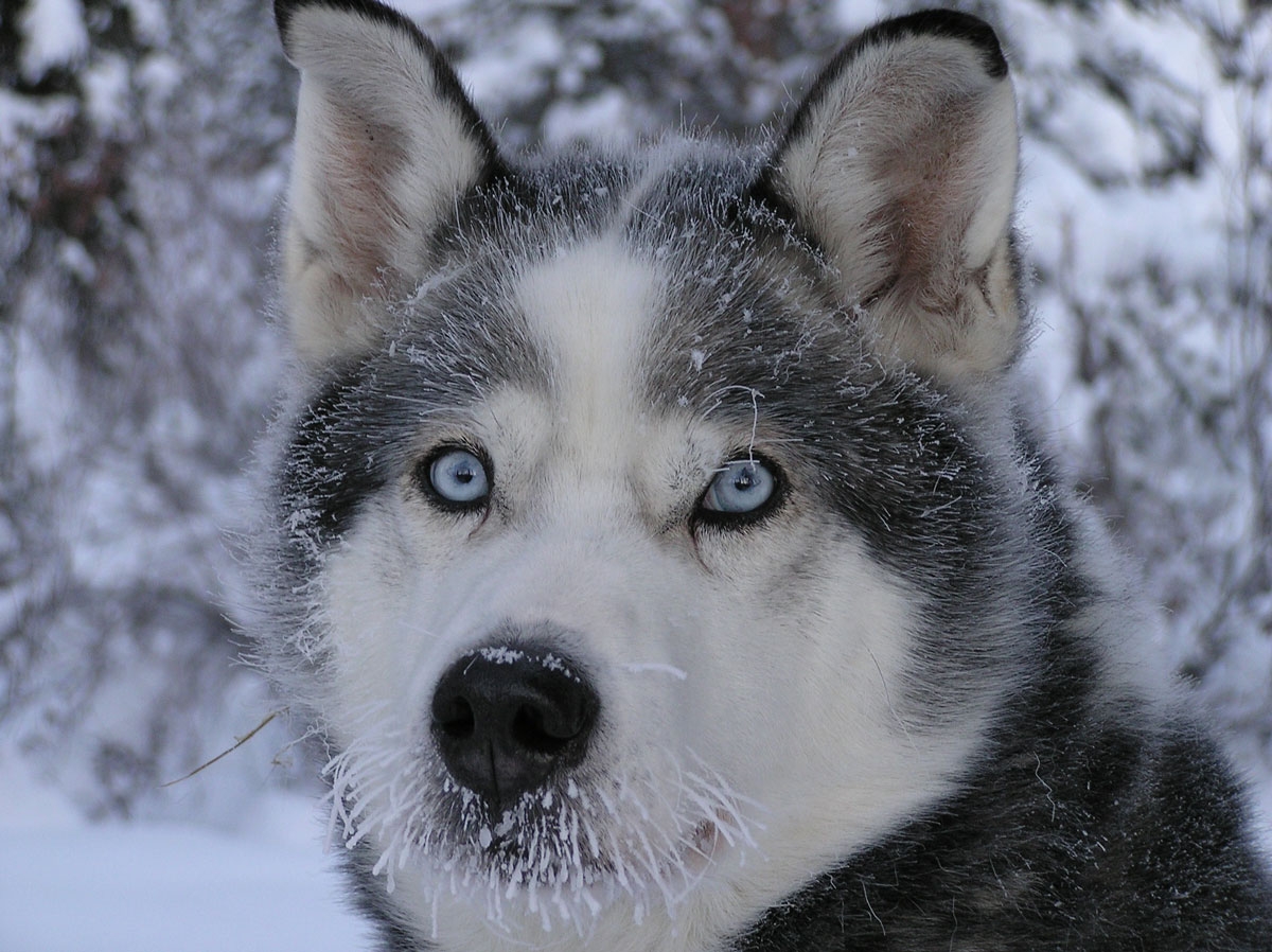 8 Ways Dogs Use Their Eyes to Communicate Without Making a Sound