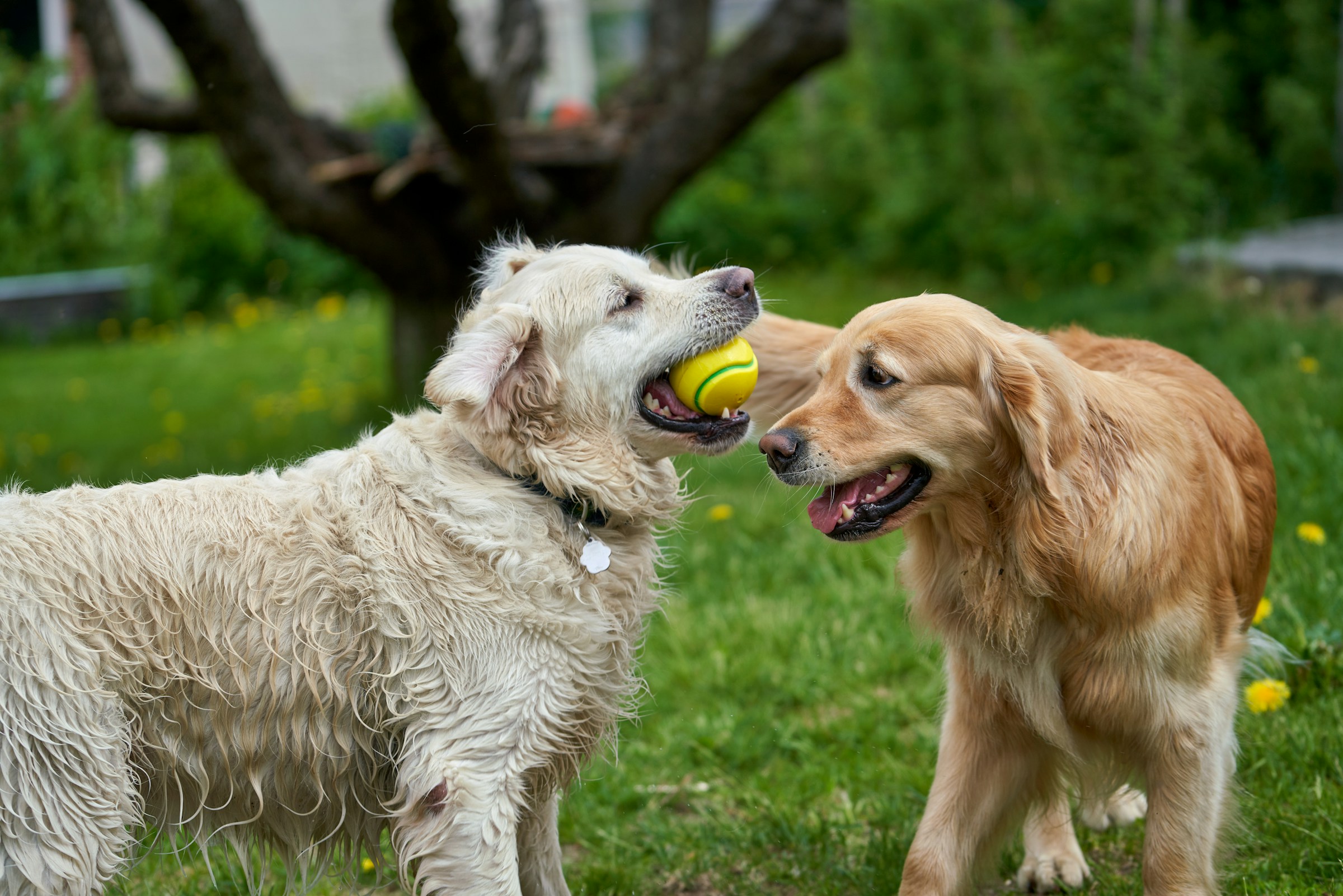 9 Things Senior Dogs Do Differently Long Before Their Daily Routine Changes