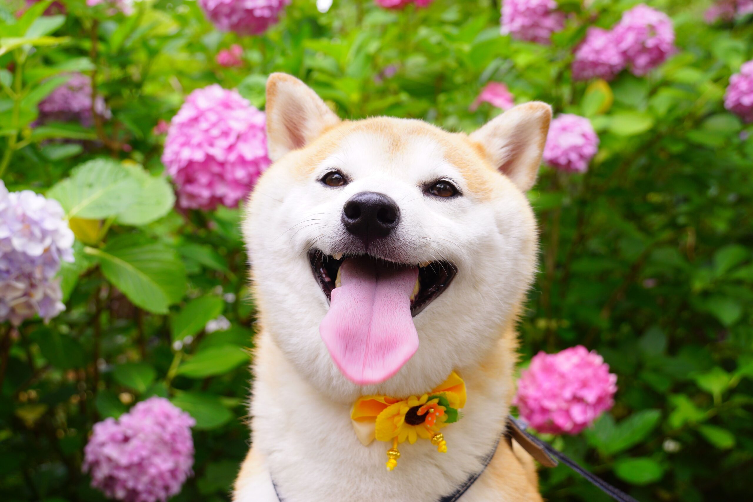 15 Common Garden Plants That Pose Hidden Dangers to Curious Canines