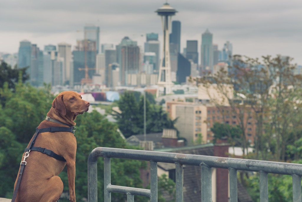 Top 7 Cities To Travel with Your Dog in 2026