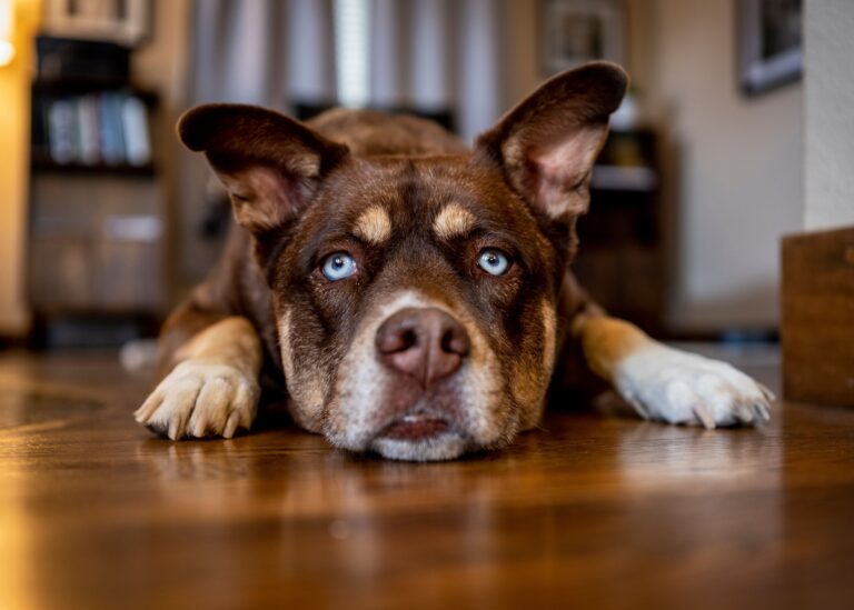 10 Moments When Your Dog Needs You Most but Doesn’t Know How to Ask