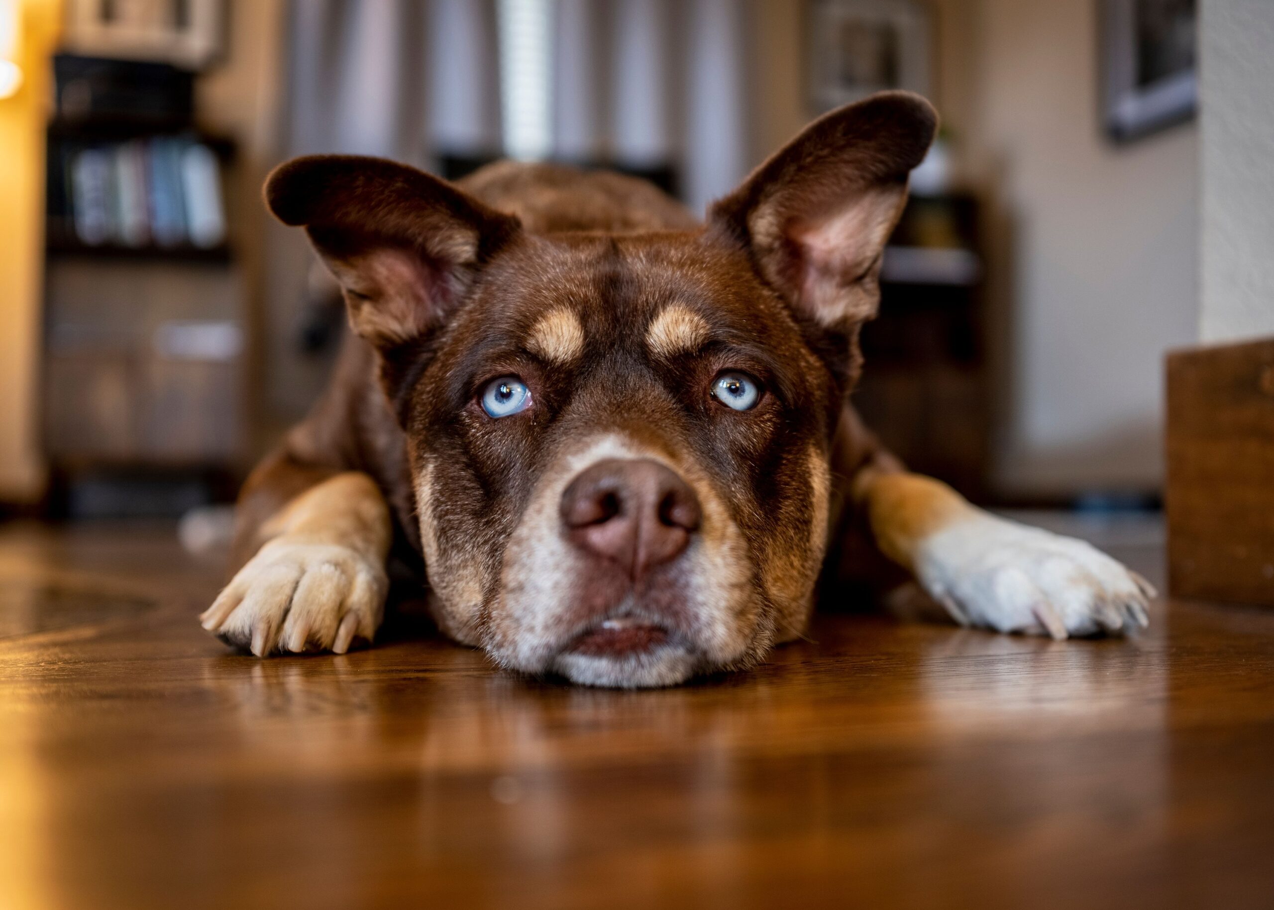 10 Moments When Your Dog Needs You Most but Doesn’t Know How to Ask
