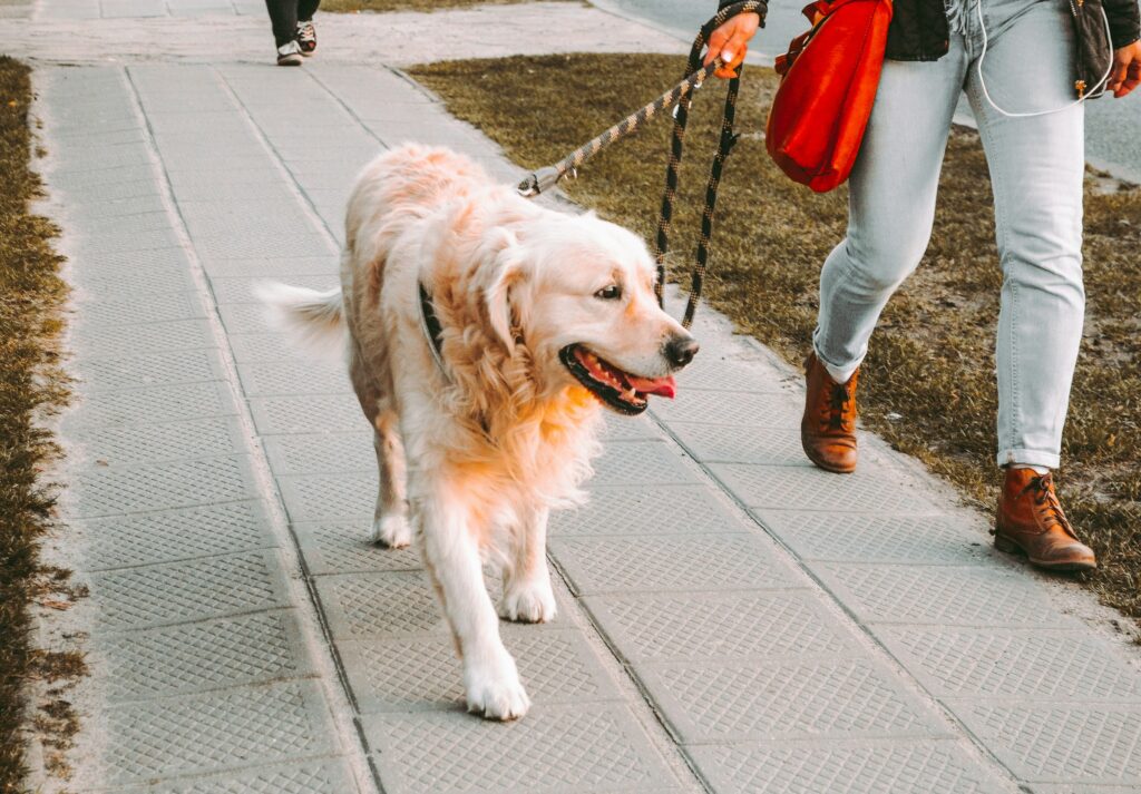 When Your Dog Stops to Sniff Every Few Feet, They’re Not Ruining the Walk – They’re Experiencing a World You Can Barely Detect