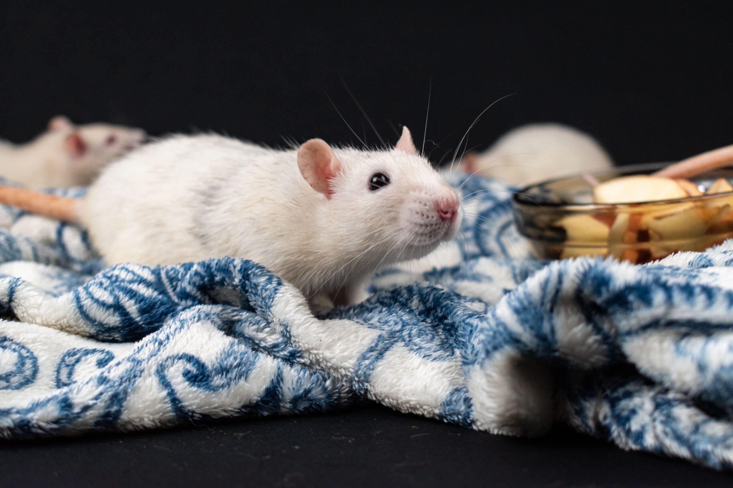 9 Things Pet Rats Learn From Watching Cage Mates Explore Something New