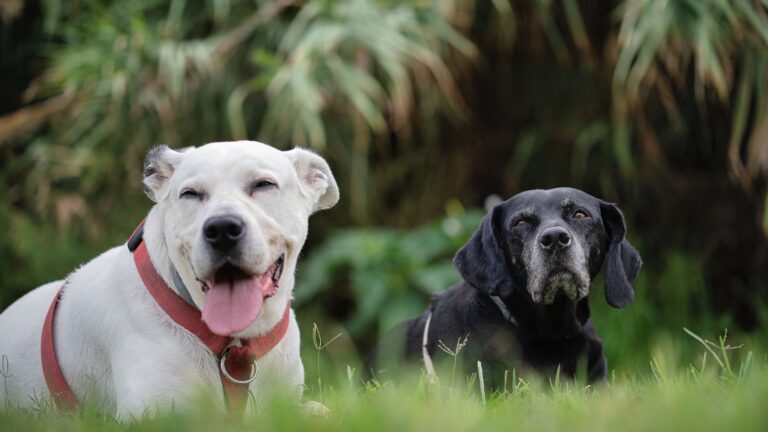 Animal Research Says When a Dog Refuses to Eat After Their Owner Leaves for Several Days It Is Not a Hunger Strike - It Is a Documented Stress Response With Measurable Hormonal Markers