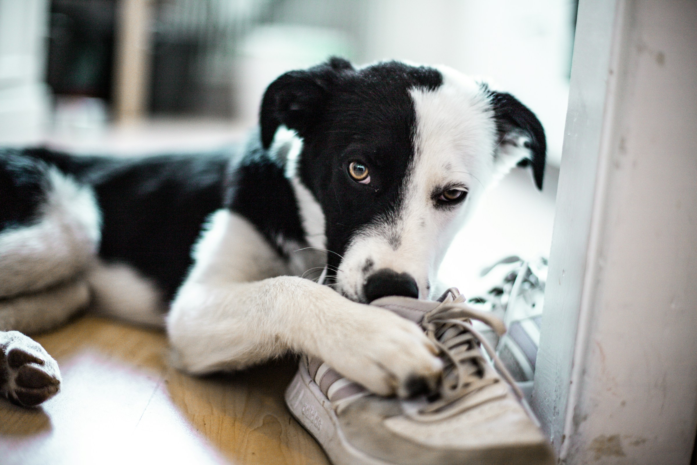 10 Little Moments Your Dog Waits for All Day That You Probably Never Notice