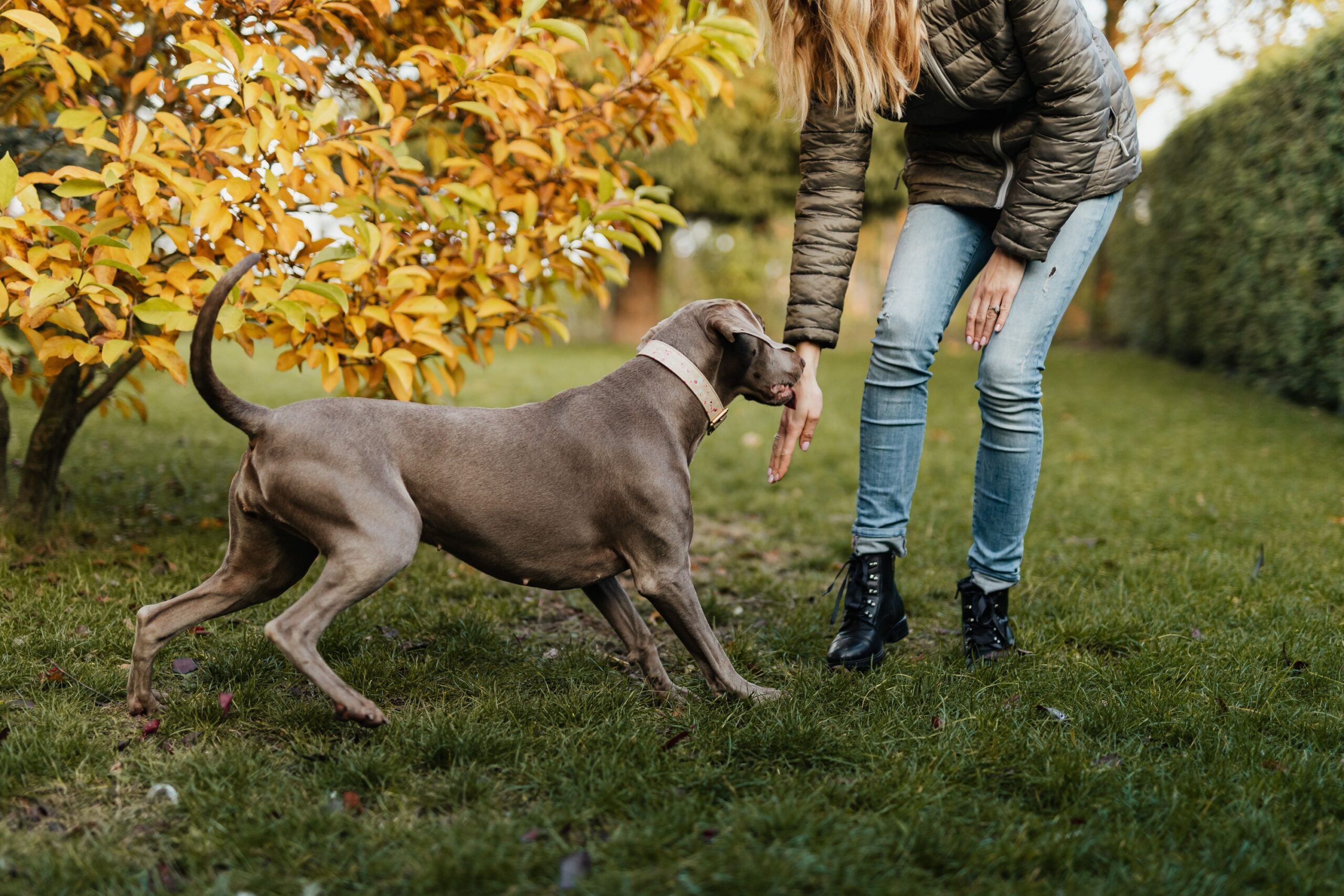 Canine Behaviorists Have Documented That When a Dog Suddenly Sniffs the Ground During an Interaction They Are Often Performing a Calming Signal - Redirecting Attention Away From a Stressor