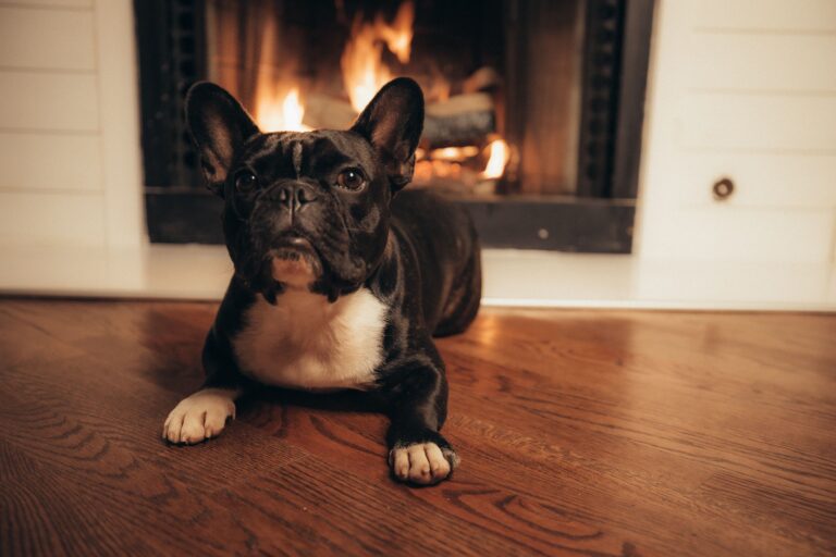 10 Dog Breeds That Can Handle Being Alone Better Than Most (And 5 That Take Separation Particularly Hard)
