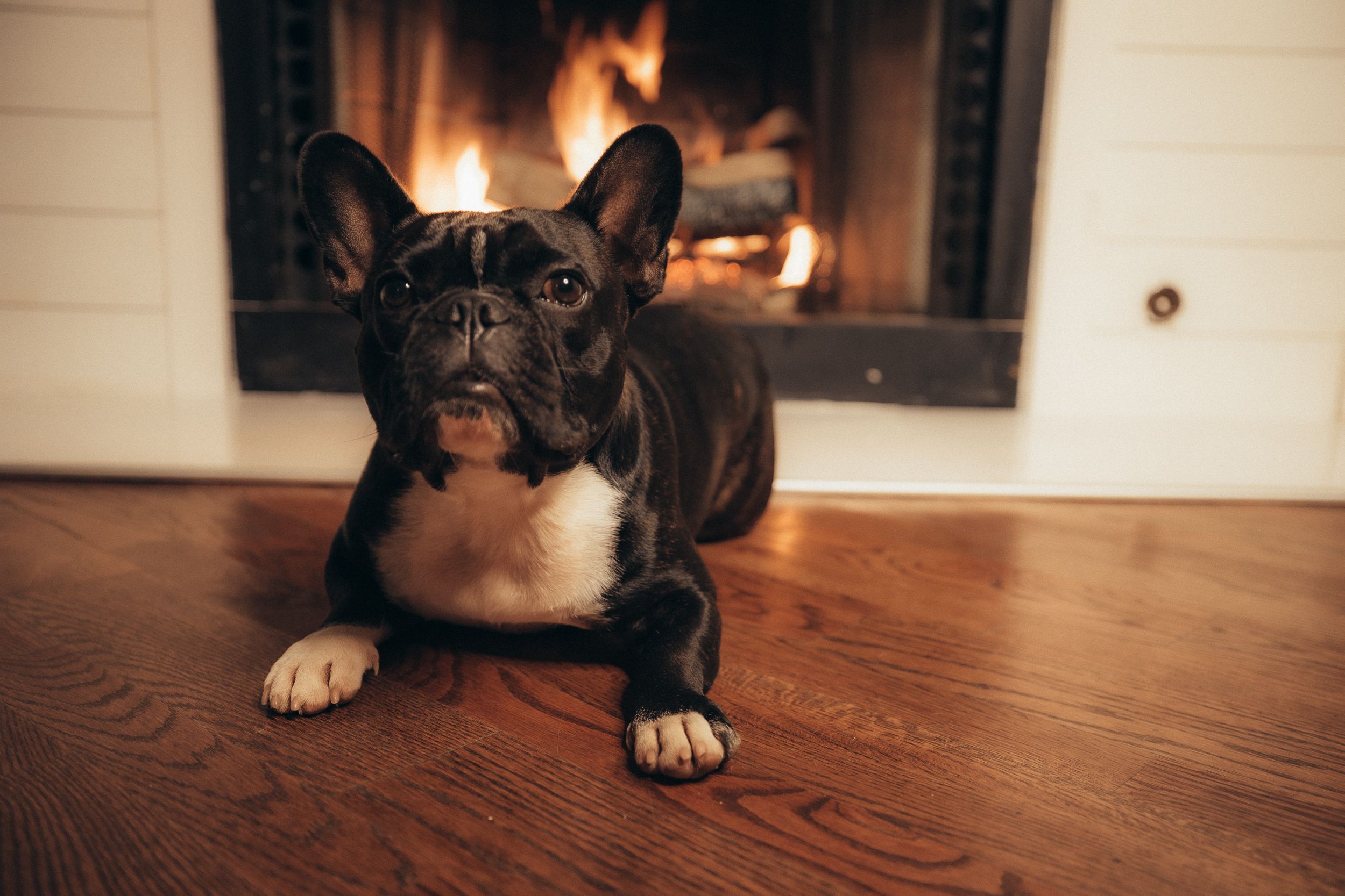 10 Dog Breeds That Can Handle Being Alone Better Than Most (And 5 That Take Separation Particularly Hard)