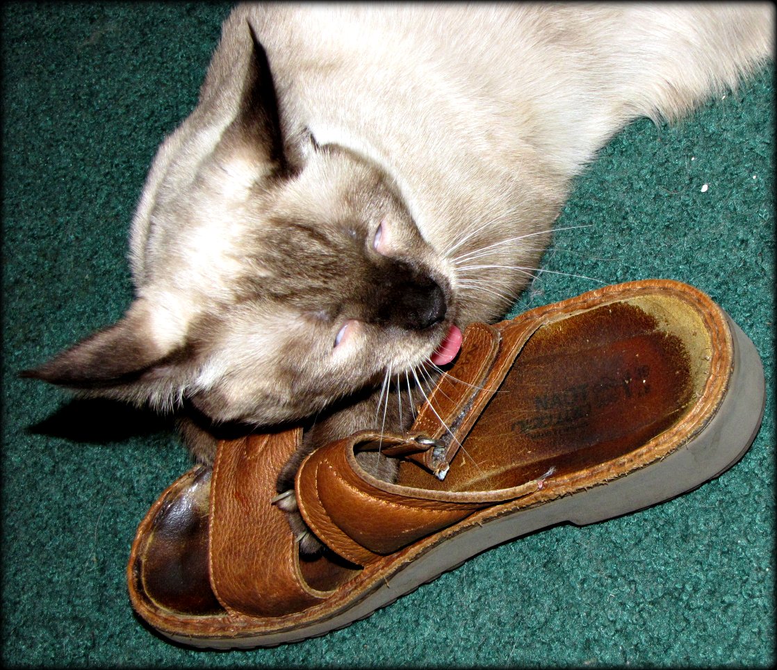 8 Things Cats Learn From the Scent You Bring Home on Your Shoes