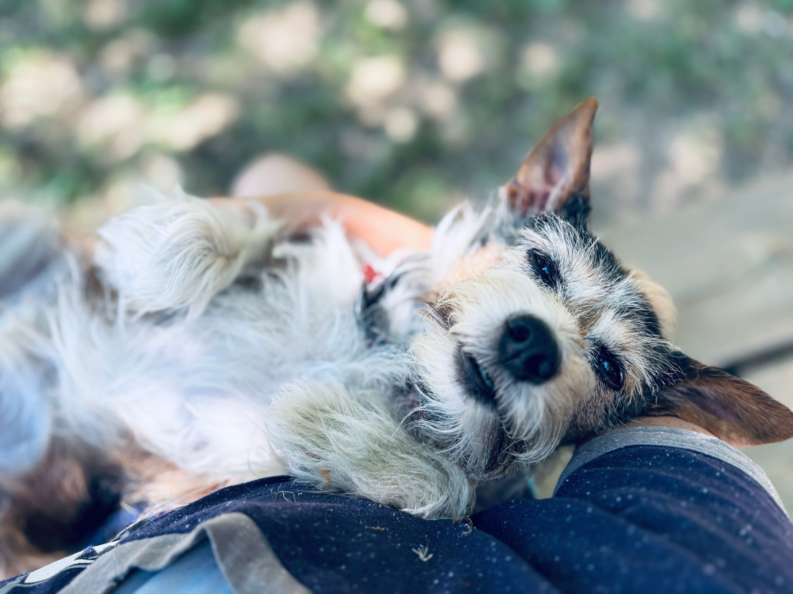 12 Moments Your Senior Dog Still Lives For Even When Their World Begins to Slow Down