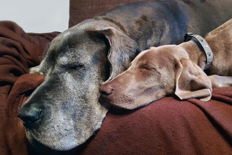 How Much Sleep Does Your Dog Really Need? The Answer Depends on More Than Their Age