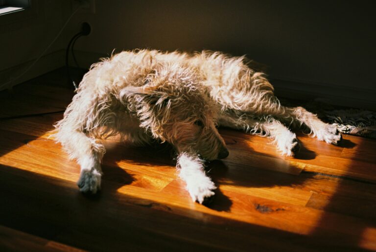 10 Quiet Sacrifices Your Dog Makes Just to Stay Close to You