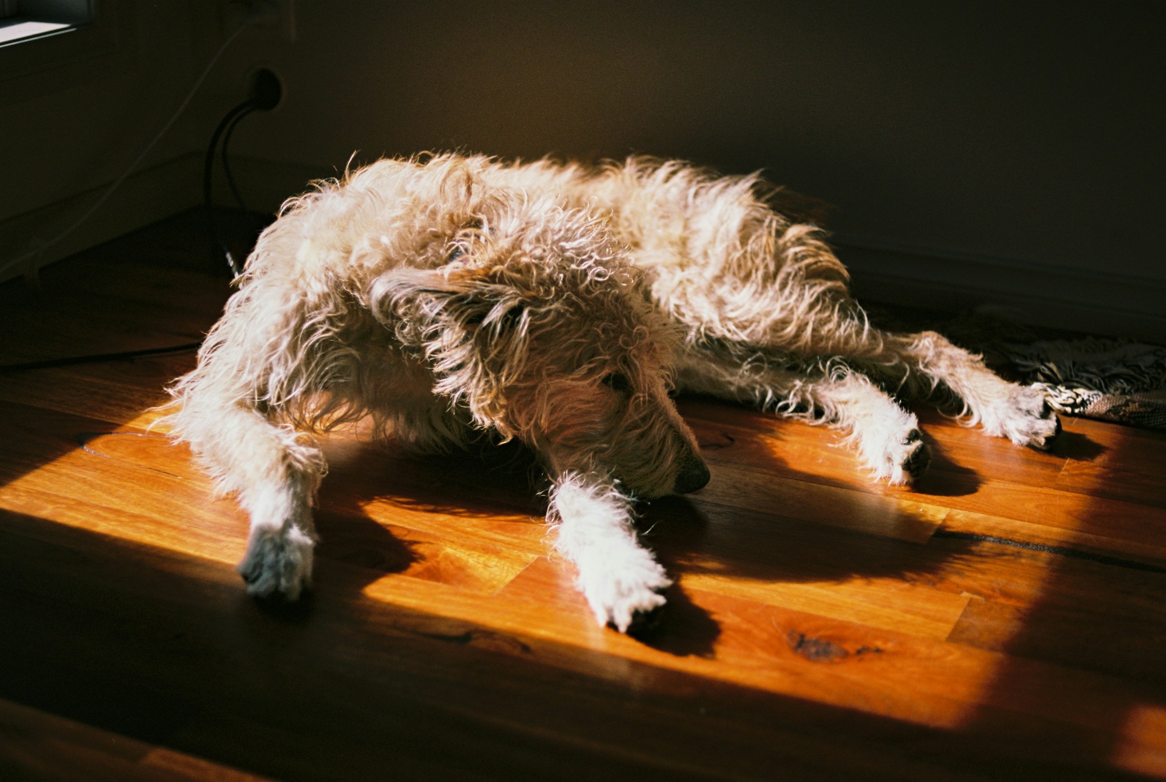 10 Quiet Sacrifices Your Dog Makes Just to Stay Close to You