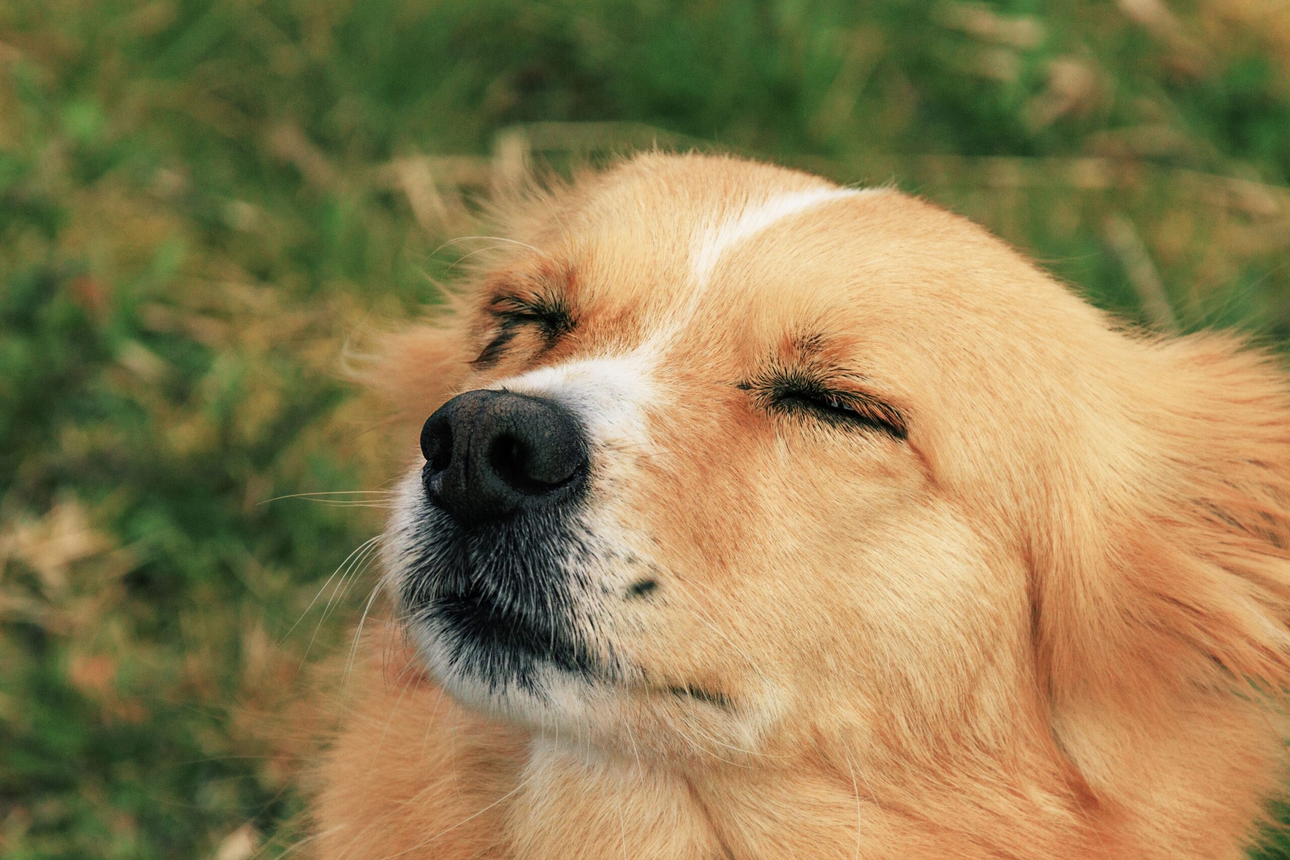 Studies Confirm That Slow Blinking or Partial Eye Closure in Dogs Is a Recognized Calming Signal That Functions to Reduce Perceived Threat - Similar to How Cats Use the Slow Blink to Signal Trust