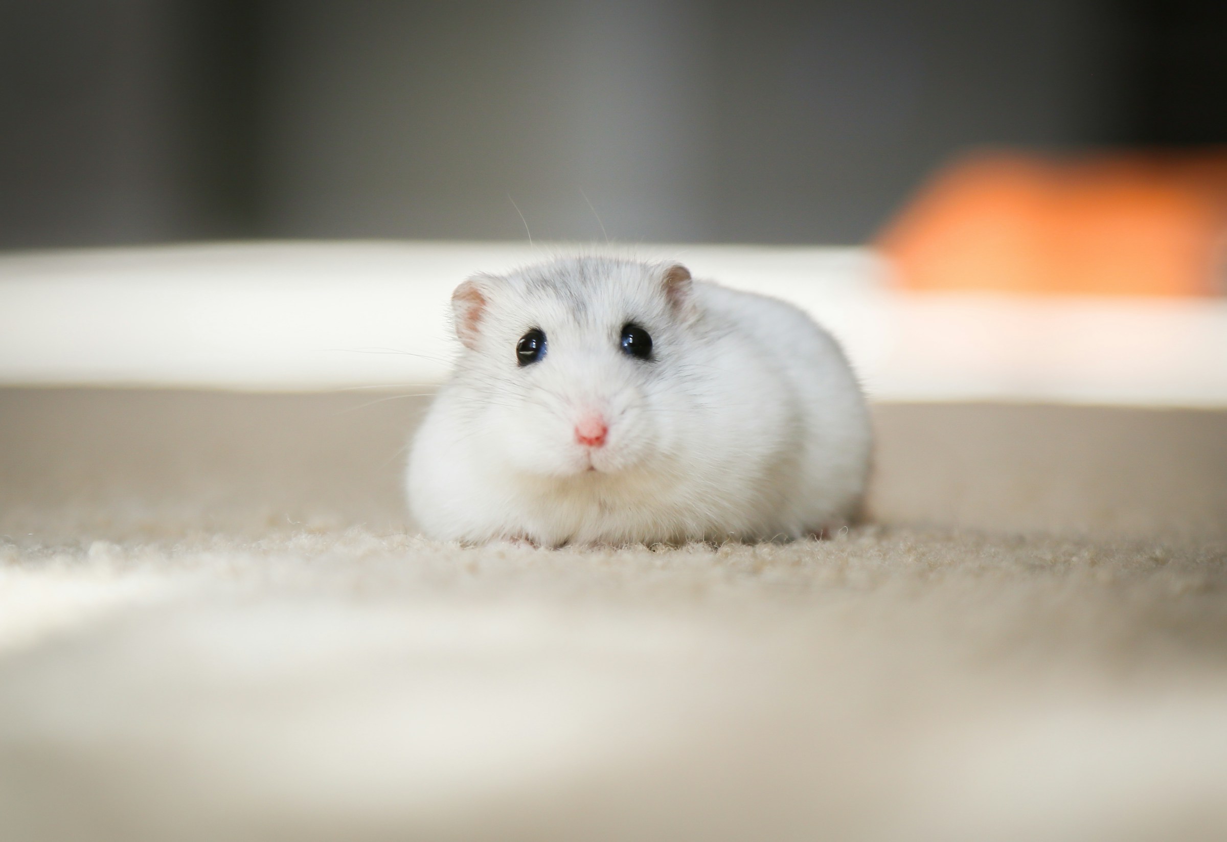 7 Reasons Hamsters Carry Bedding in Their Cheeks Instead of Only Food
