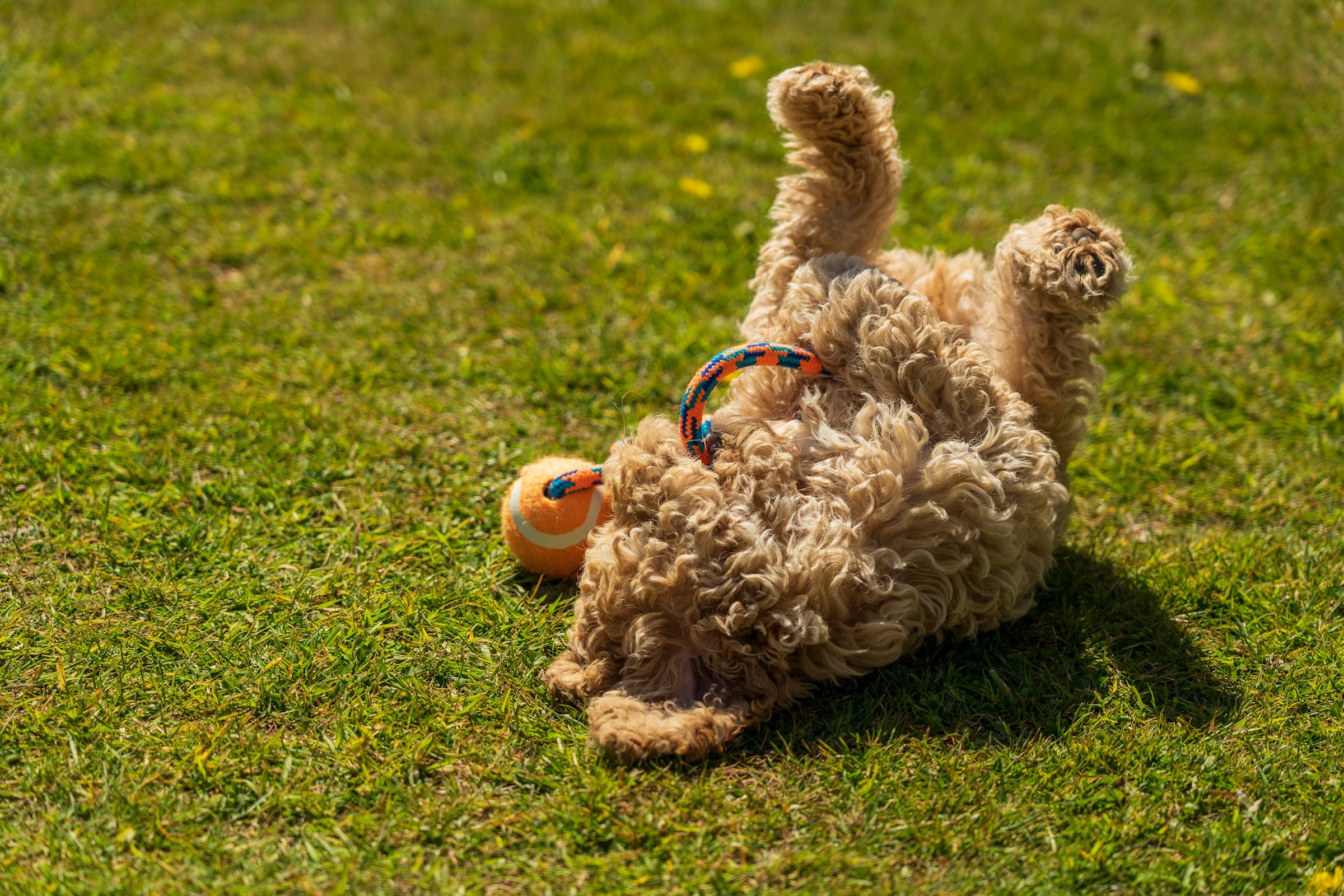 Why Your Dog Suddenly Rolls Onto Their Back (It Doesn’t Always Mean They Want a Belly Rub)