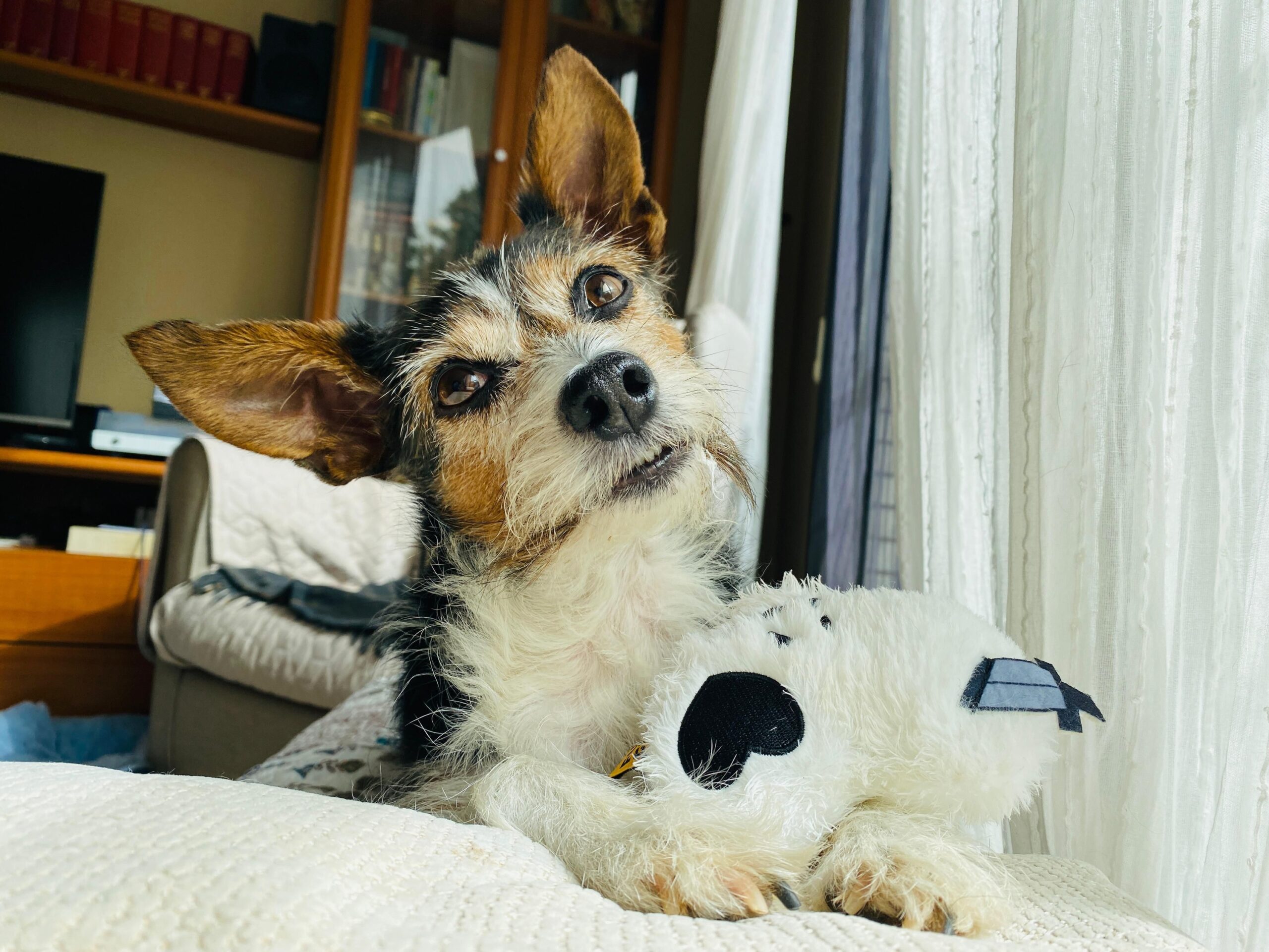 10 Ways Your Dog Shows They Missed You Without Going Crazy at the Door