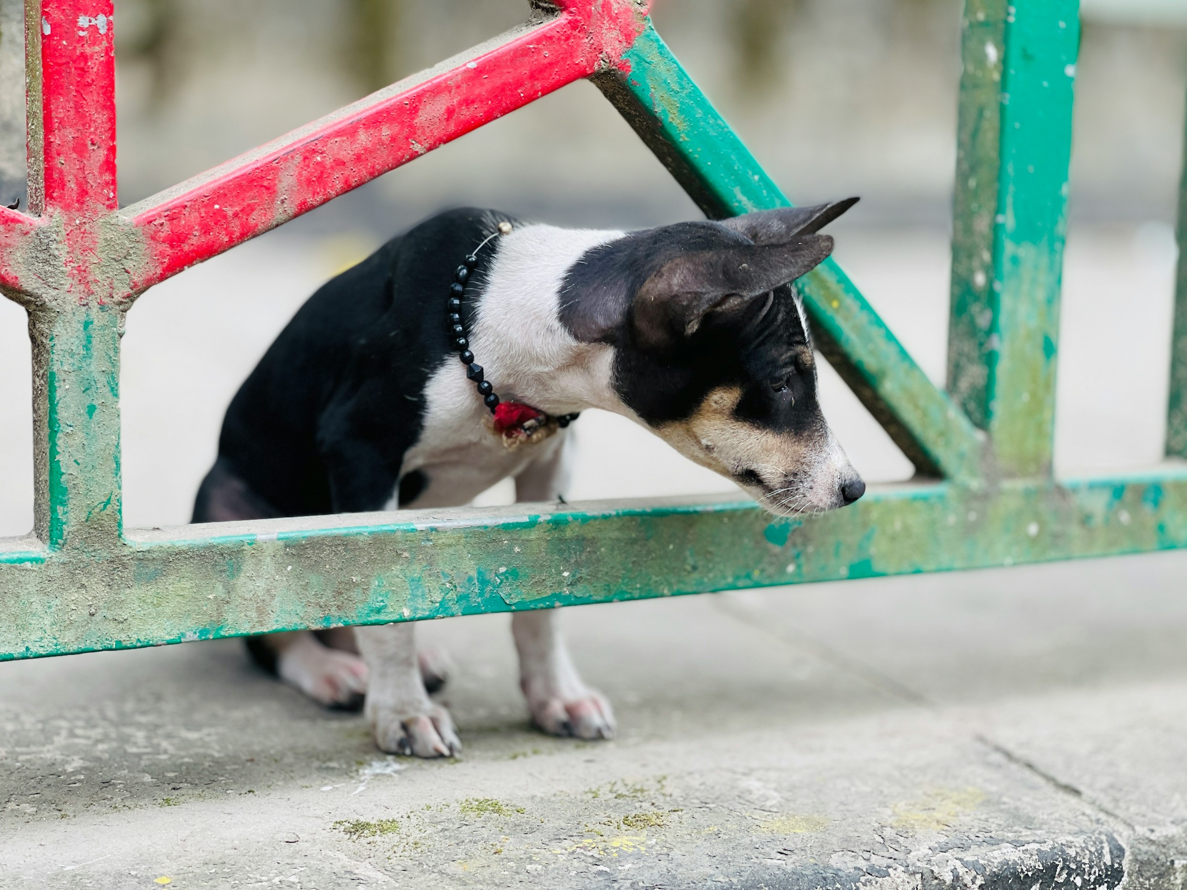 18 Tiny Daily Routines a Dog Keeps Up for Years Even After the Reason Disappears Entirely