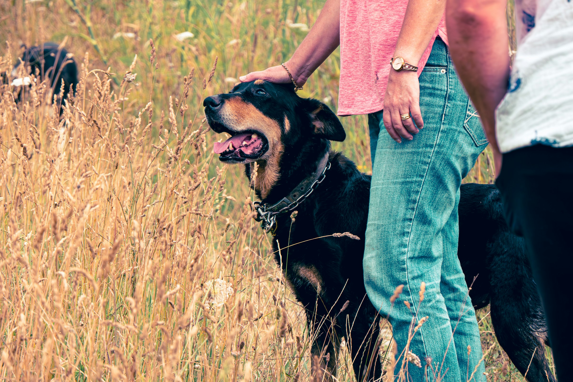 18 Abilities in Rescue Dogs Specialists Have Failed to Reproduce Despite Many Deliberate Attempts Over Decades
