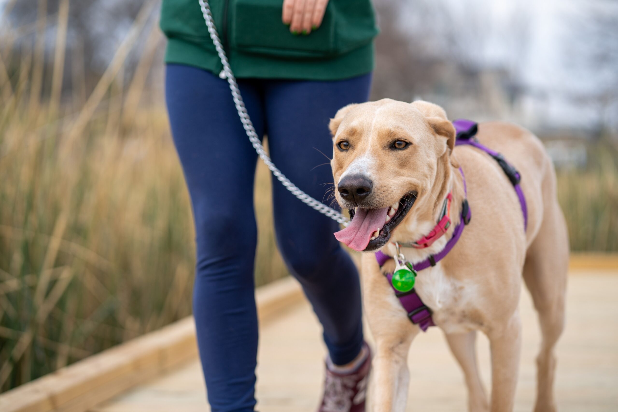 17 Habits Owners Accidentally Teach a Dog in the Opening Fortnight That Prove Impossible to Undo Later