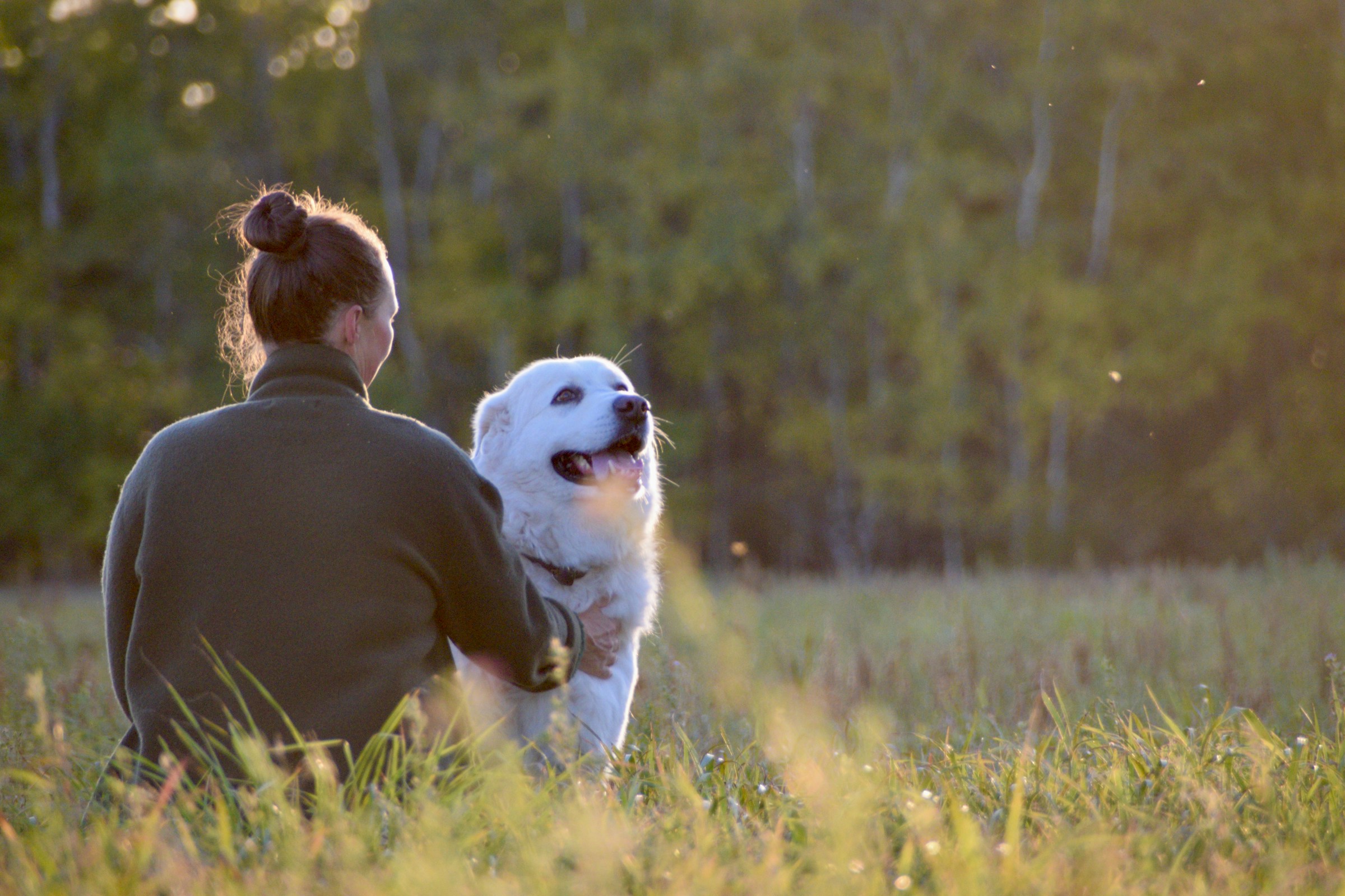 13 Behaviours a Shelter Dog Offers Within Minutes of Meeting the Owner It Is Going to Choose