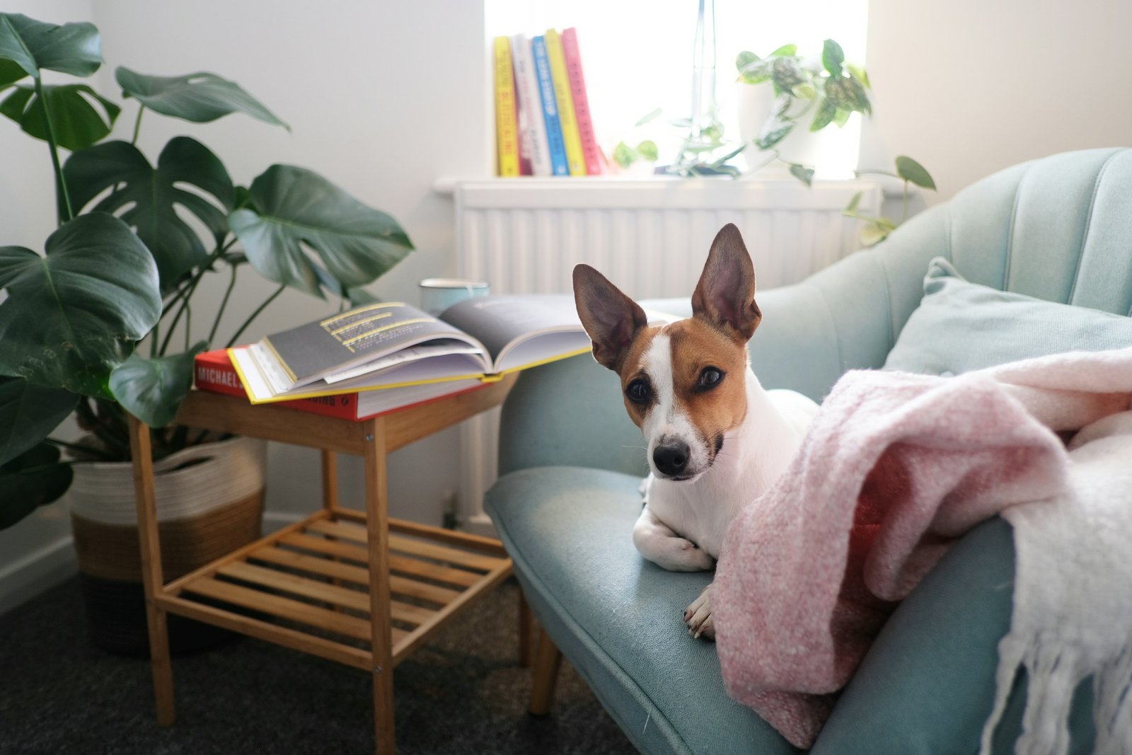 17 Habits Owners Accidentally Teach a Dog Without Realising and Then Spend Years Attempting to Reverse