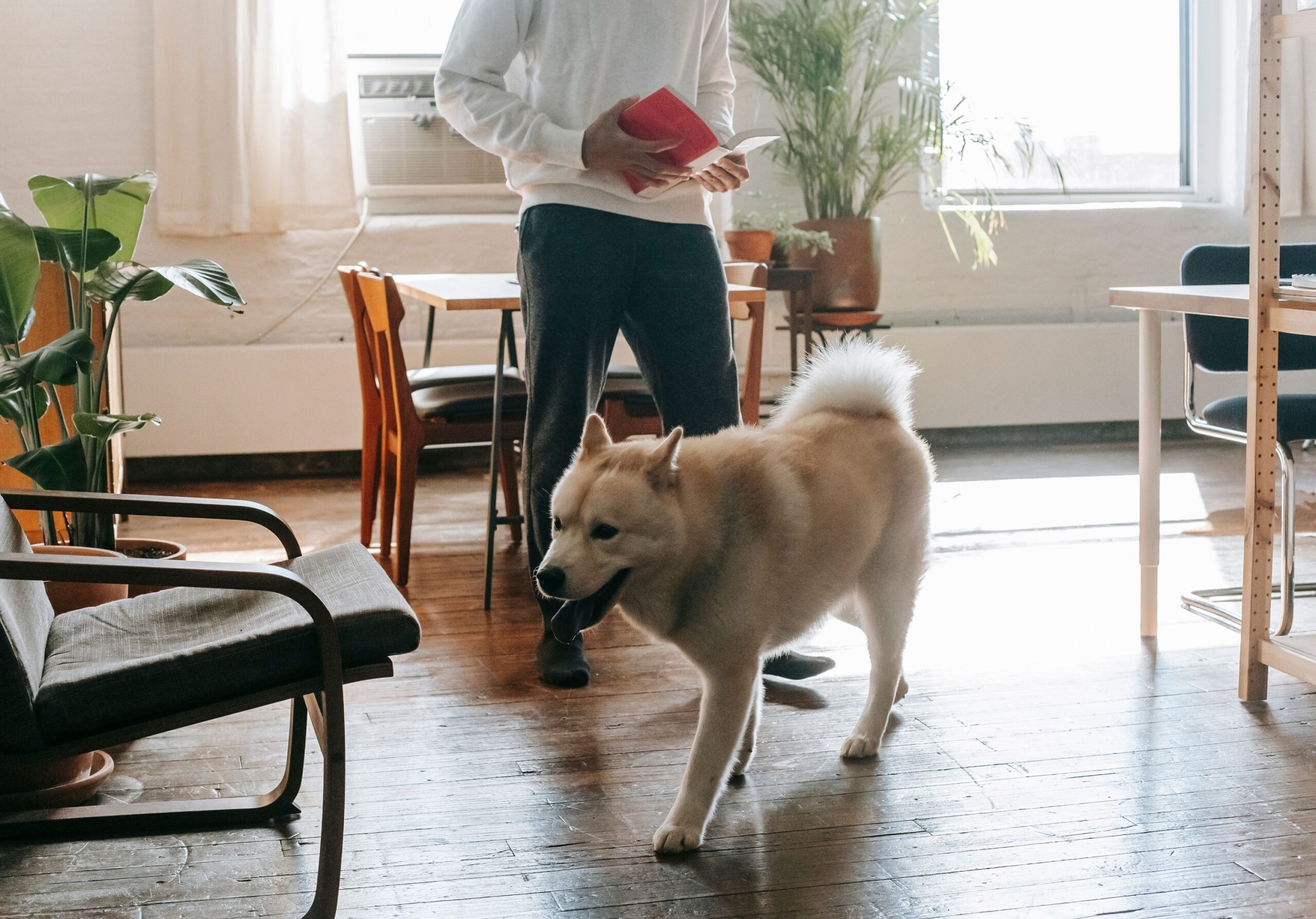 17 Small Habits Dogs Form After a House Move That Show What Unsettled Them Most