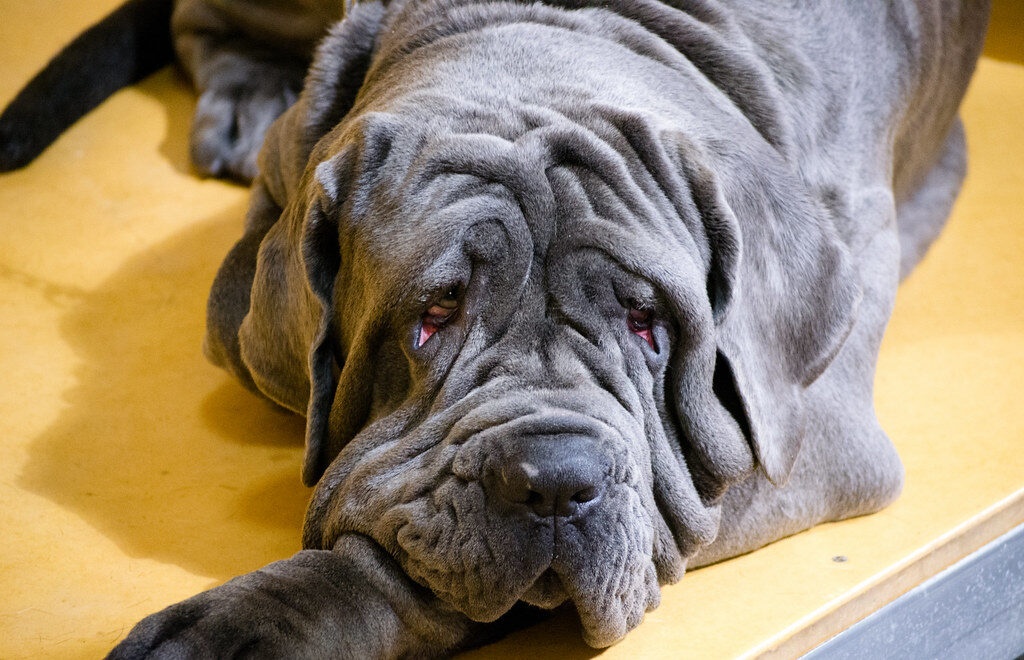 #1 - Neapolitan Mastiff