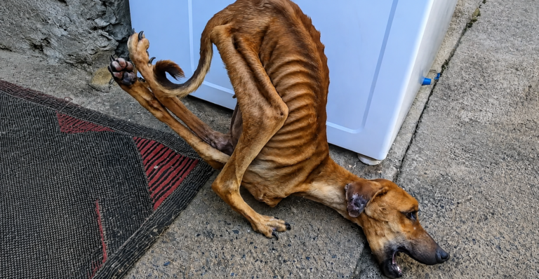 Mocked and Rejected in Neighborhood, Deformed Puppy Suffers in Silence Until He Found an Angel